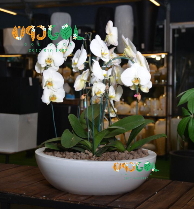 نیم کره کلاسیک کوچک