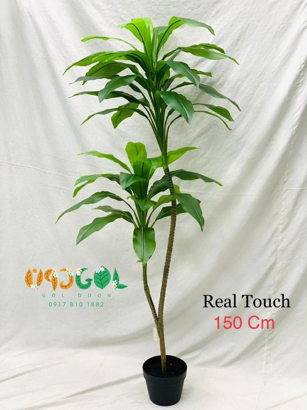درختچه دراسنا بلالی