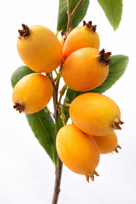 شاخه ازگیل ژاپننی مصنوعی وارداتی