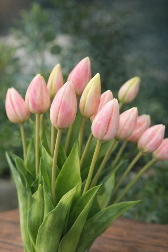 دسته گل لاله soft pink
