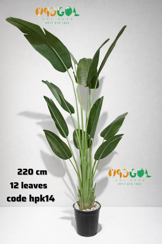 درختچه پرنده بهشتی 220 سانت