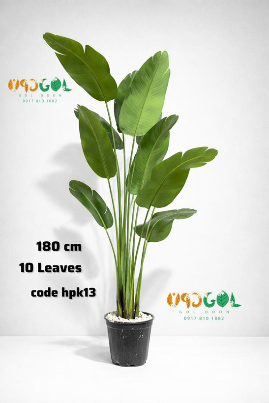 درختچه پرنده بهشتی 180 سانت