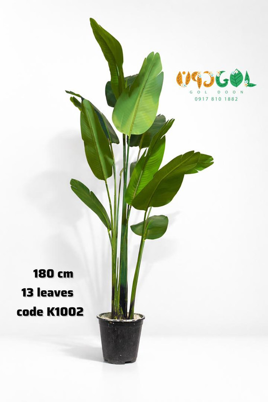 درختچه پرنده بهشتی 13 برگ 180 سانت (code k1002)
