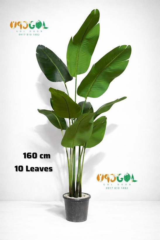 درختچه پرنده بهشتی 10 برگ پهن