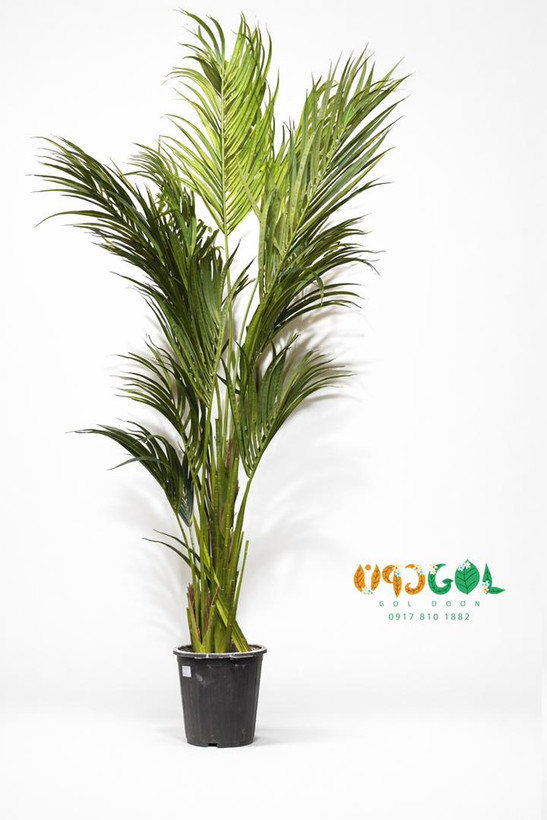 درختچه کنتیا 240 سانت (code k1011)