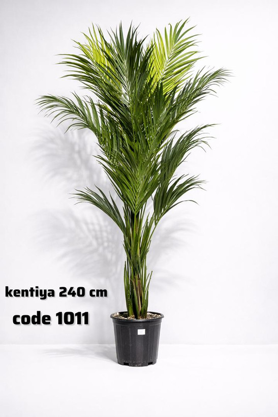درختچه کنتیا 240 سانت (code k1011)