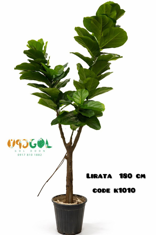 درختچه لیراتا 180 سانت تنه اصلی (فایبر)